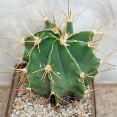 947 Astrophytum ornatum v. glabrescens