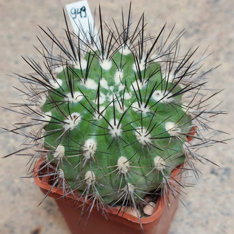 949 Neoporteria sp. -Los Hornos-