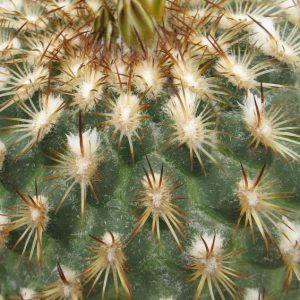Gymnocactus ysabellae HO776 насіння