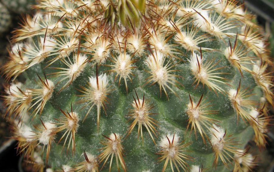 Gymnocactus ysabellae HO776 насіння