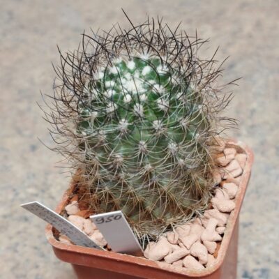 950 Neoporteria gerocephala КК96