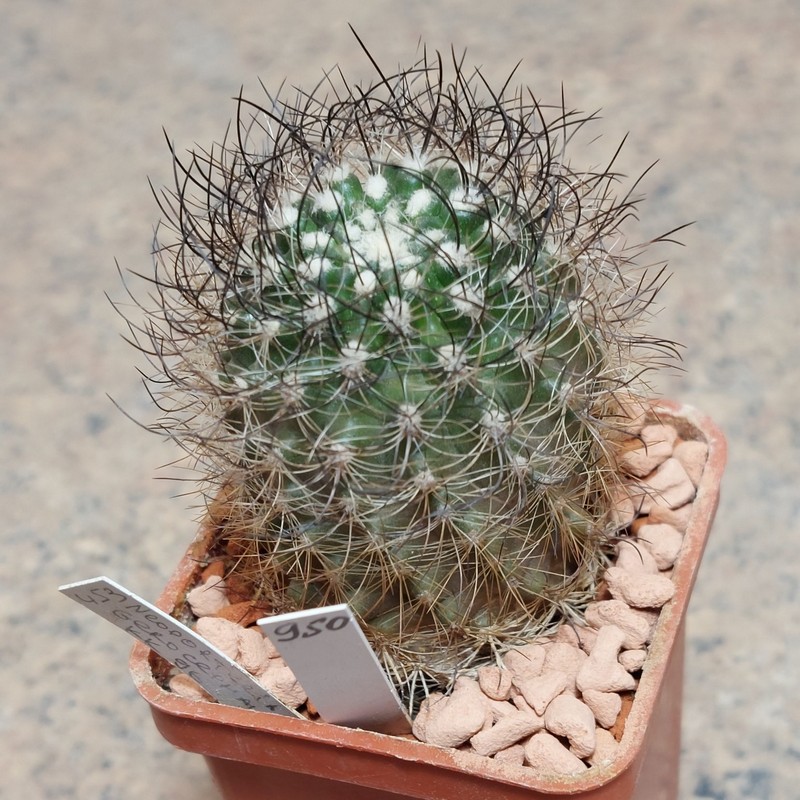 950 Neoporteria gerocephala КК96