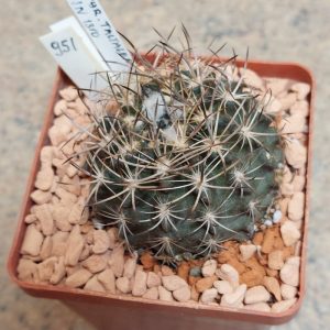 951 Pyrrhocactus taltalensis JN1310