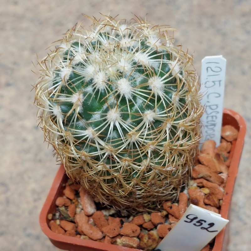 952 Coryphantha pseudoradians ex MG 121.5