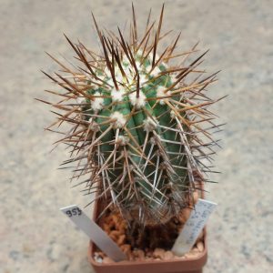 953 Copiapoa marginata вік 8 років , сіянець