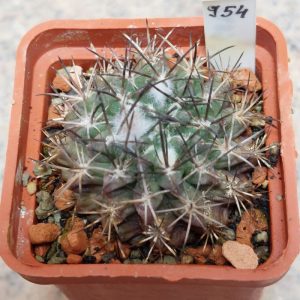 954 Neochilenia aff. jusseii