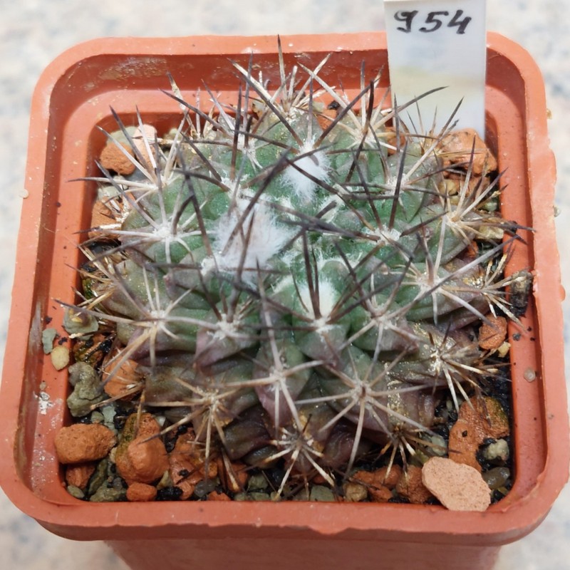 954 Neochilenia aff. jusseii