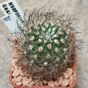 955 Neoporteria gerocephala вік 6 років