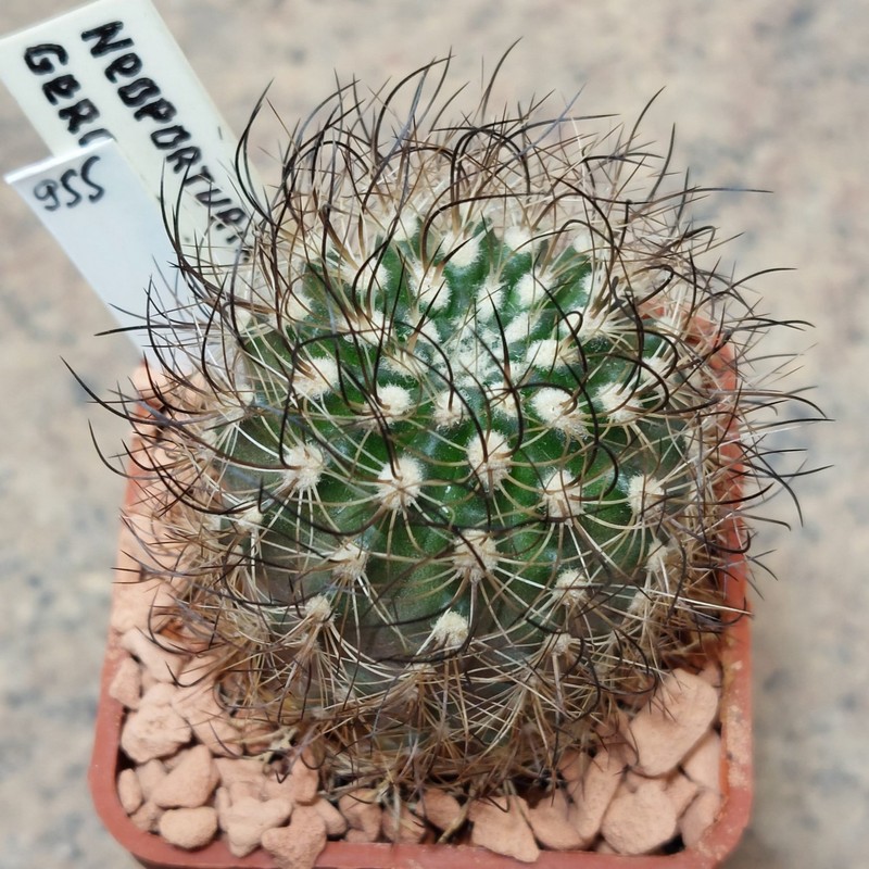 955 Neoporteria gerocephala вік 6 років