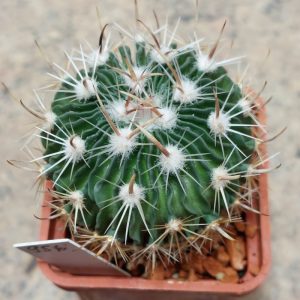 956 Echinofossulocactus multicostatus L 1341
