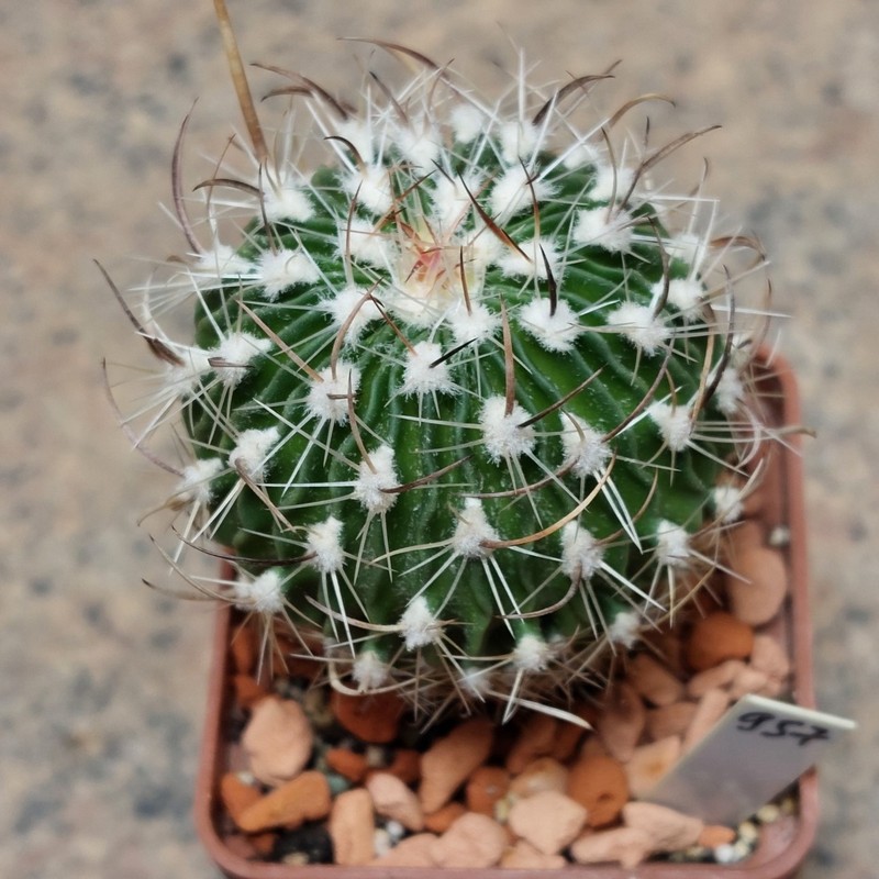 957 Echinofossulocactus multicostatus