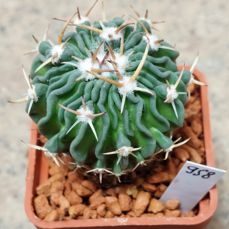 958 Echinofossulocactus spec. -Chargo Blanco-