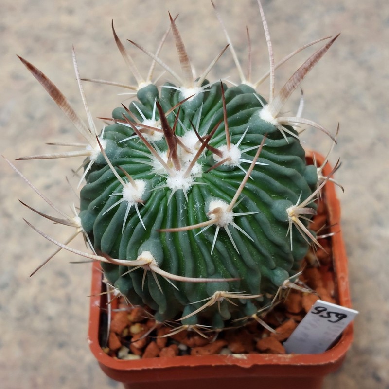 959 Echinofossulocactus grandicornis