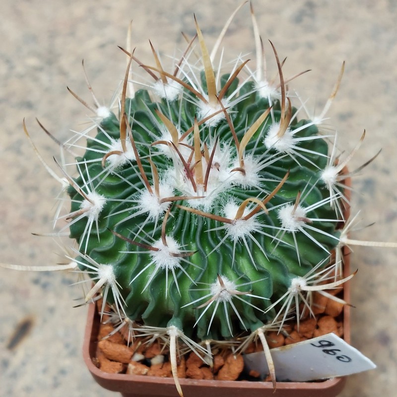 960 Echinofossulocactus multicostatus L 1341
