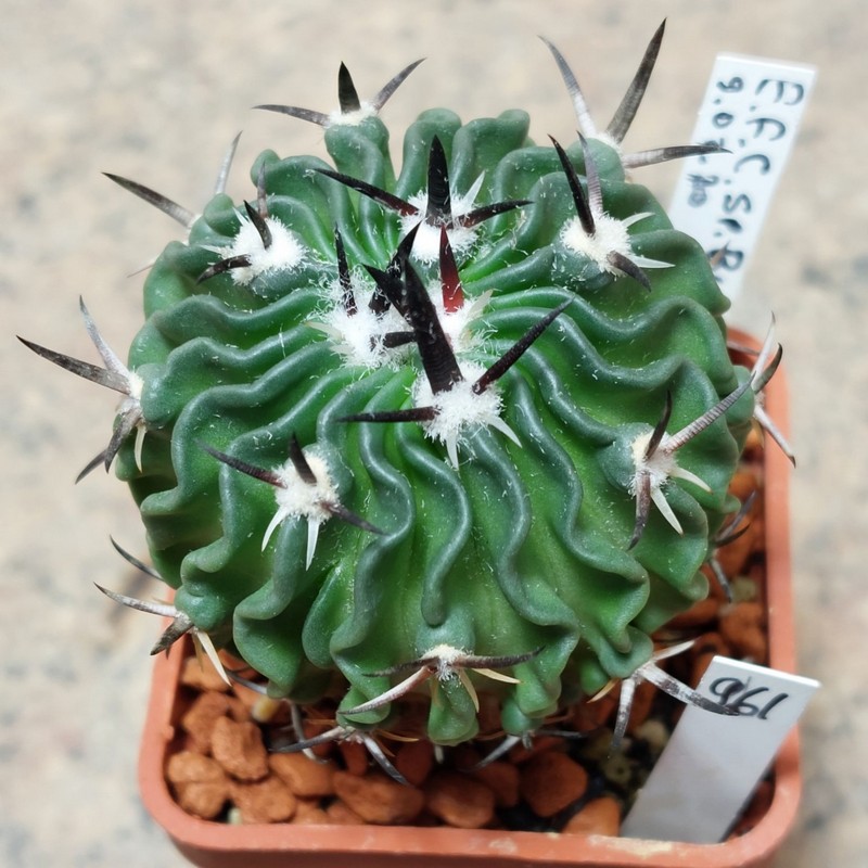 961 Echinofossulocactus sp. 'Black spines'