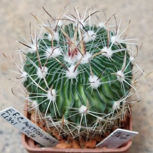 962 Echinofossulocactus multicostatus L 1341