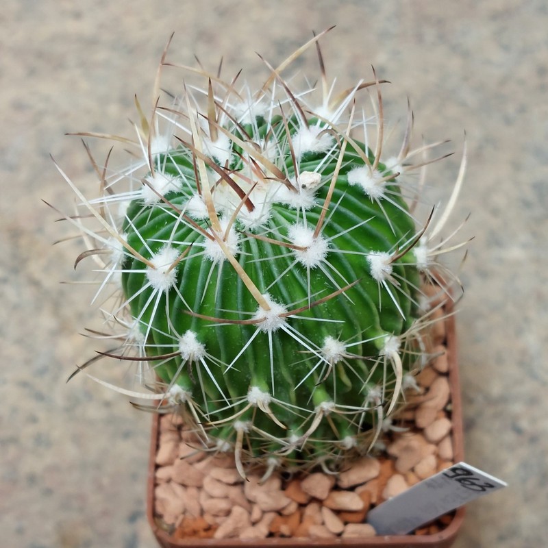 963 Echinofossulocactus lloydii