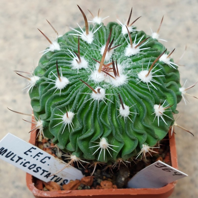 964 Echinofossulocactus multicostatus