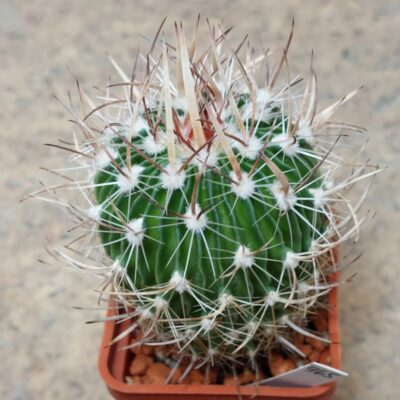 965 Echinofossulocactus lloydii