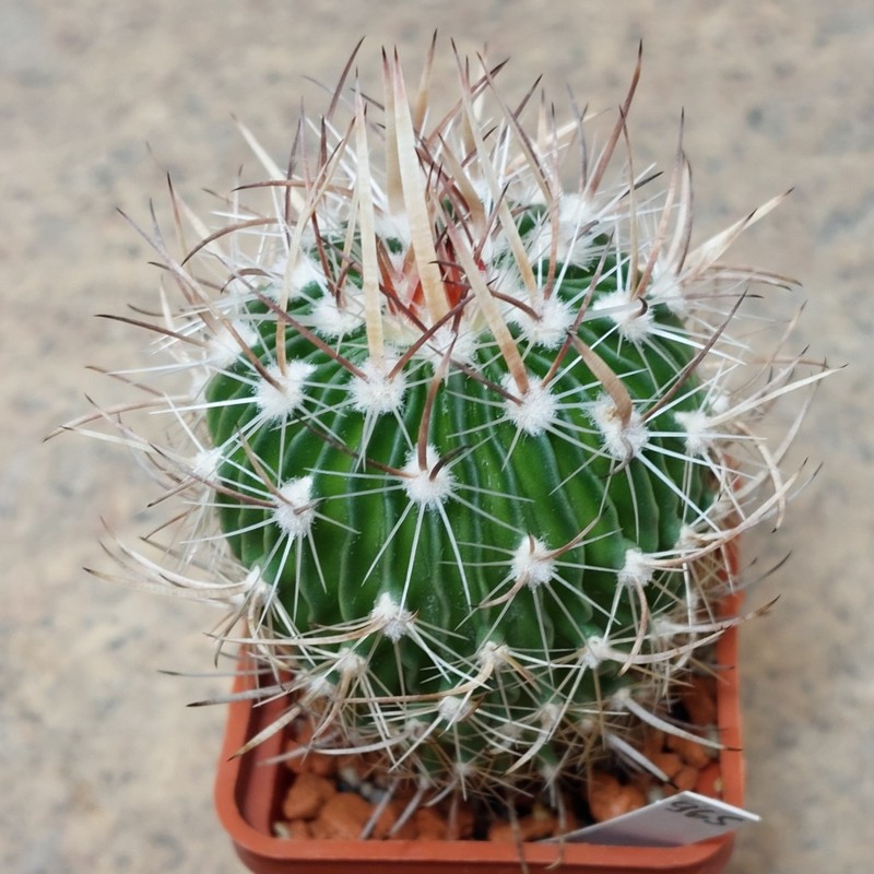 965 Echinofossulocactus lloydii