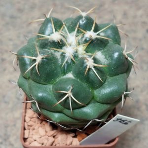 966 Coryphantha elephantides