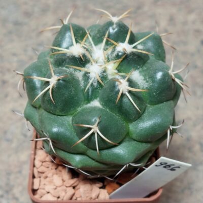 966 Coryphantha elephantides