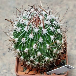 967 Echinofossulocactus lloydii