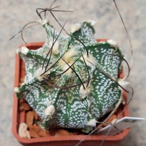 968 Astrophytum capricorne