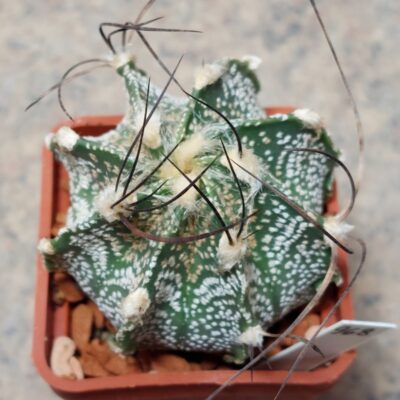 968 Astrophytum capricorne