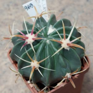 969 Ferocactus latispinus