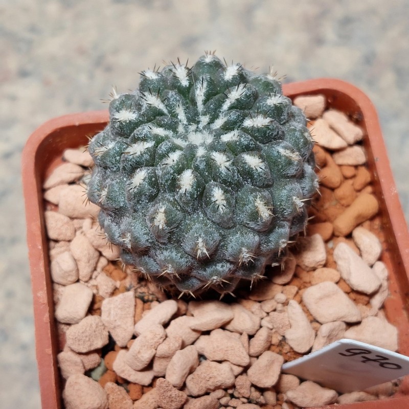 970 Thelocephala napina aff. v.riparia