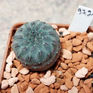 972 Sulcorebutia rauschii сіянець вік 5 роки