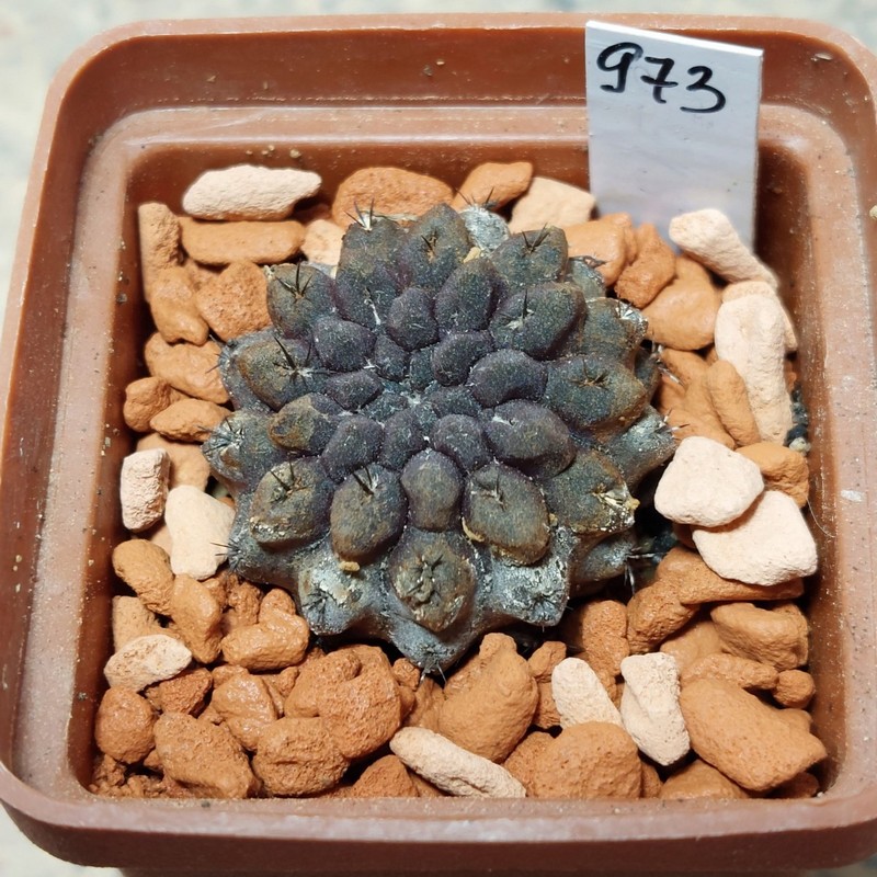 973 Thelocephala occulta -Bercht-