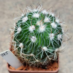 975 Echinofossulocactus multicostatus