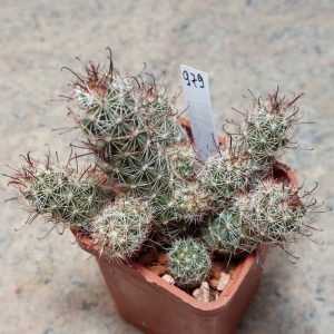 979 Mammillaria thornberi