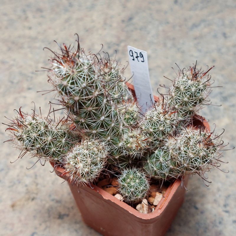 979 Mammillaria thornberi