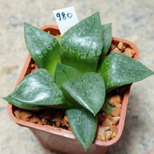 980 Haworthia comptoniana -Select form-