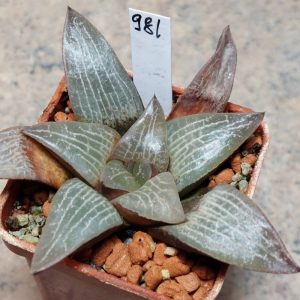 981 Haworthia comptoniana- Selected form-