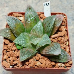 982 Haworthia VA4033B x Haworthia 'Black Major' x 'Yulia'