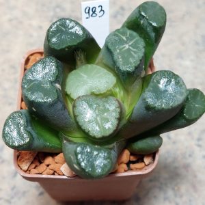 983 Haworthia maughanii -Japan- сіянець