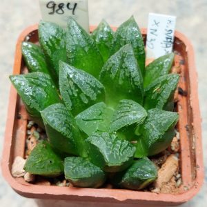 984 Haworthia schultiana x retusa x comptoniana x VVG30