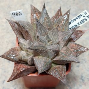 986 Haworthia reticulata x esterhuisenii x 'Kegazato'