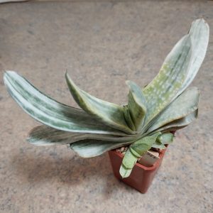 987 Gasteria obtusa f.variegata весь горщик