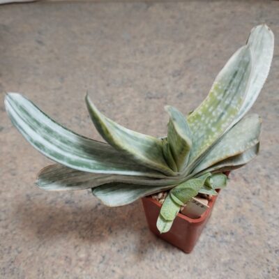 987 Gasteria obtusa f.variegata весь горщик