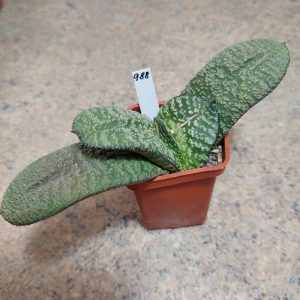 988 Gasteria armstrongii hybrid сіянець