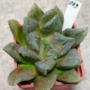989 Haworthia hybrid