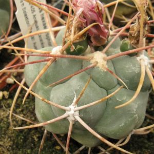 Thelocactus hexaedrophorus Anahuak Zac насіння