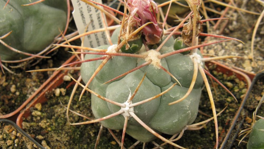 Thelocactus hexaedrophorus Anahuak Zac насіння