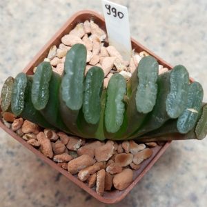 990 Haworthia truncata