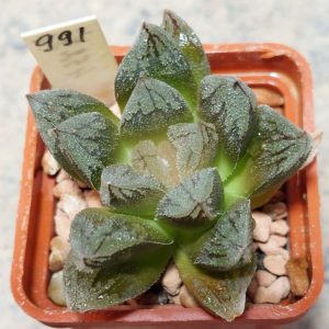 991 Haworthia retusa 'Black Major' x 'Yulia' hybrid F2